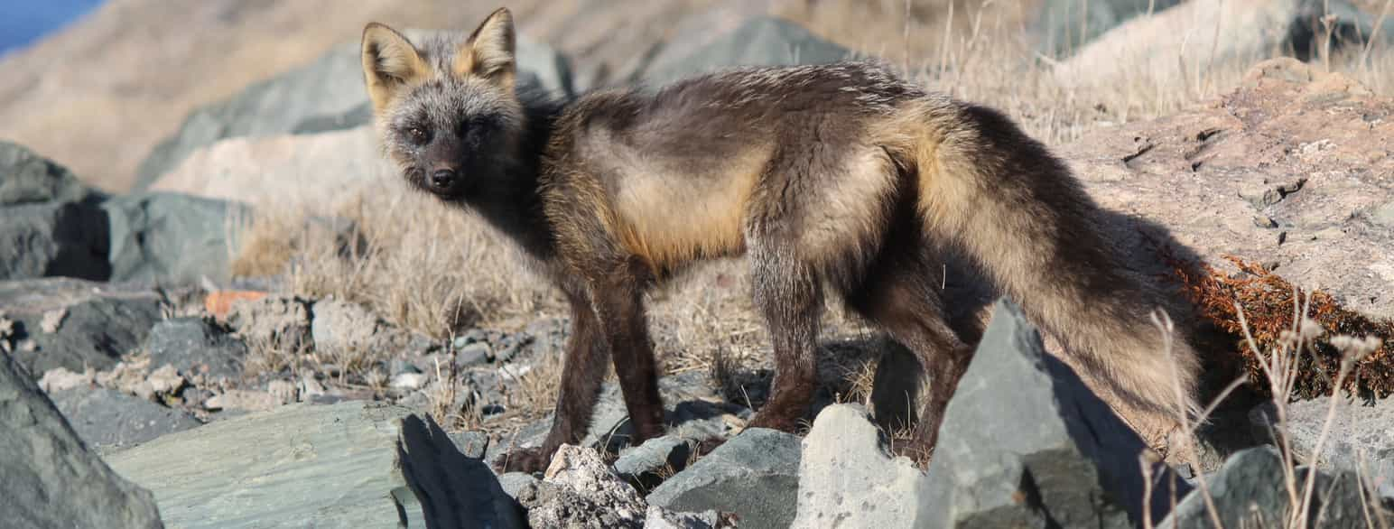 Vill korsrev på Newfoundland