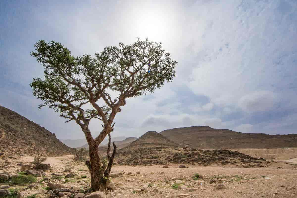 Commiphora gileadensis, arabisk balsamtre