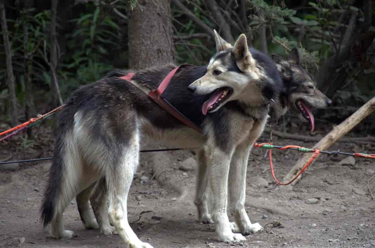 Alaska husky