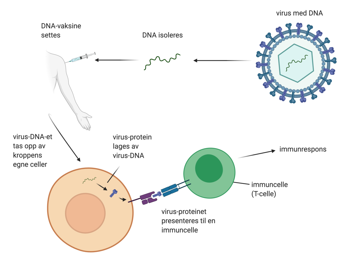 DNA-vaksine