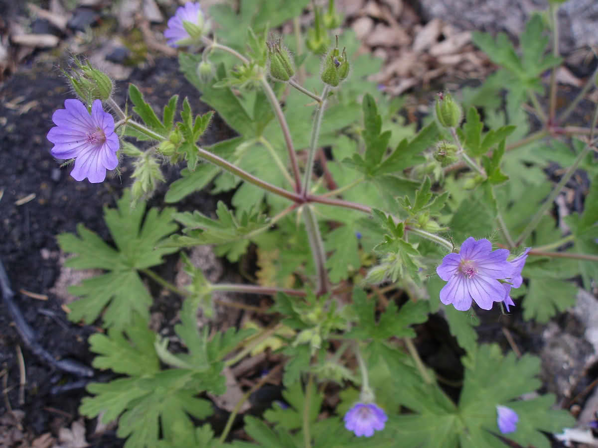 Geranium bohemicum