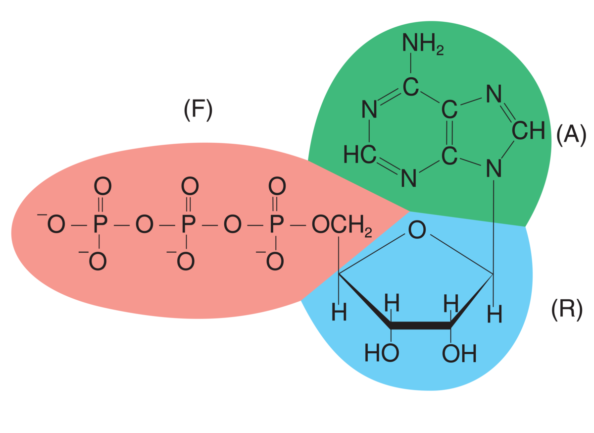 Adenosintrifosfat