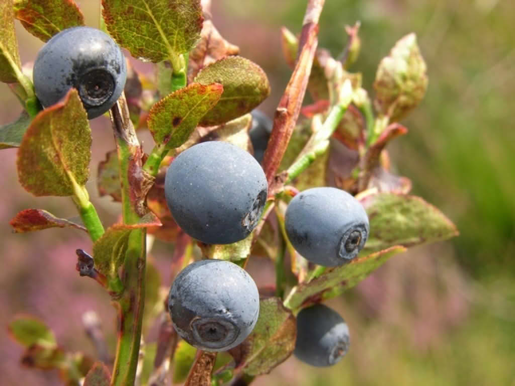 Vaccinium myrtillus