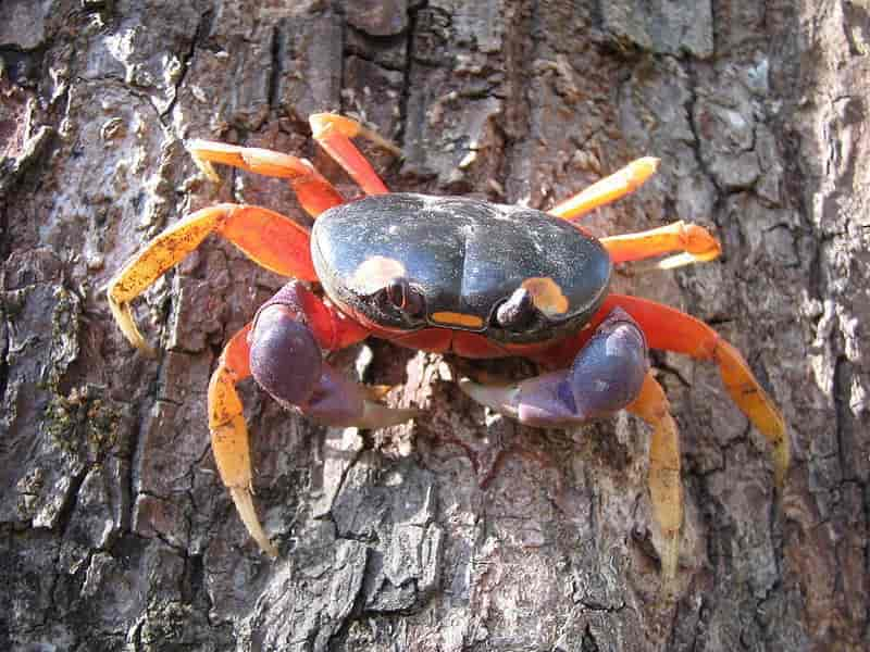 Foto av den fargerike landkrabben som klatrer nedover trestamme med brun bark.