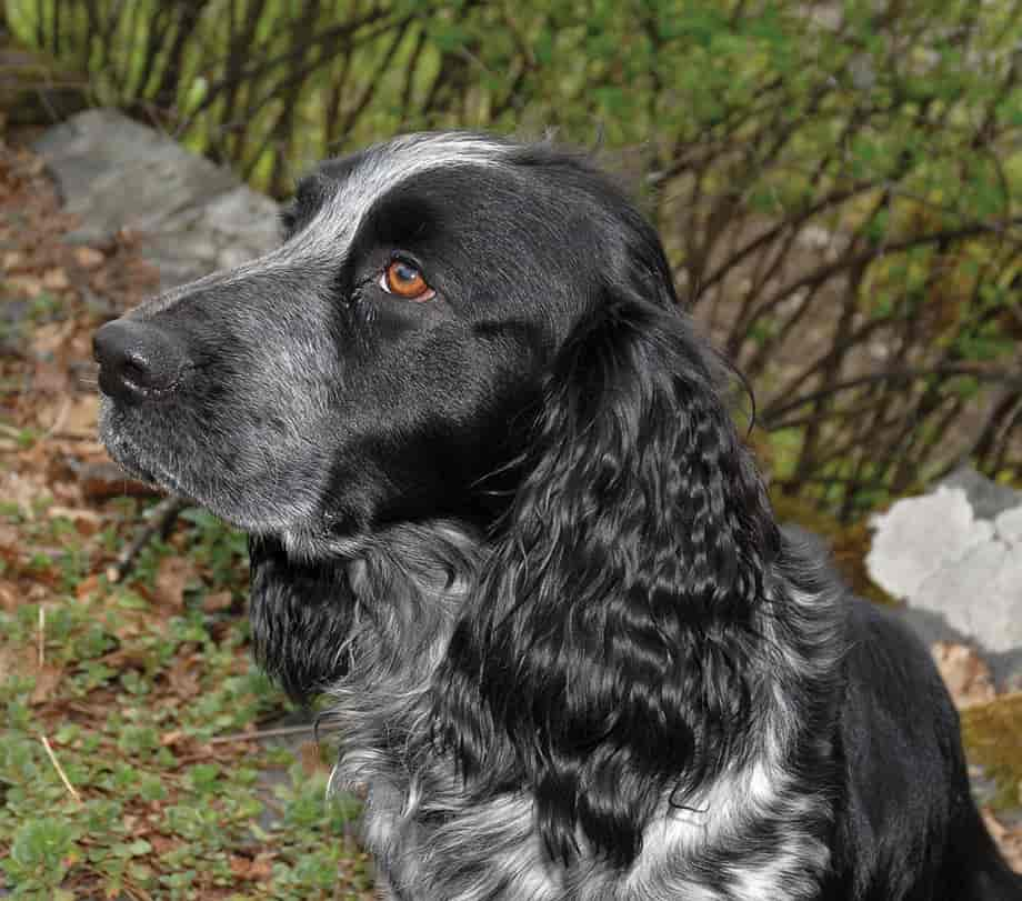 Jaktspaniel