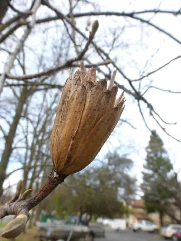 Fruktstand hos Liriodendron tulipifera, tulipantre.