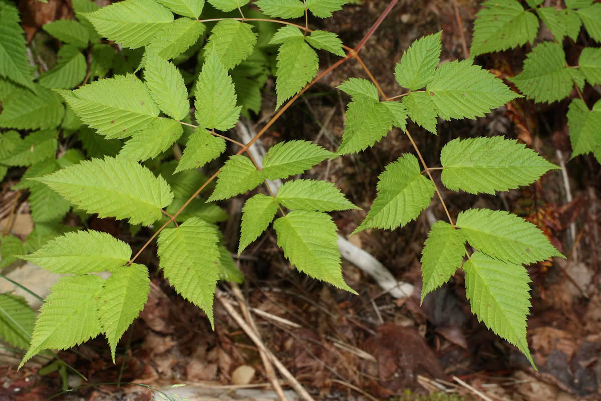 Aruncus dioicus, skogskjegg.