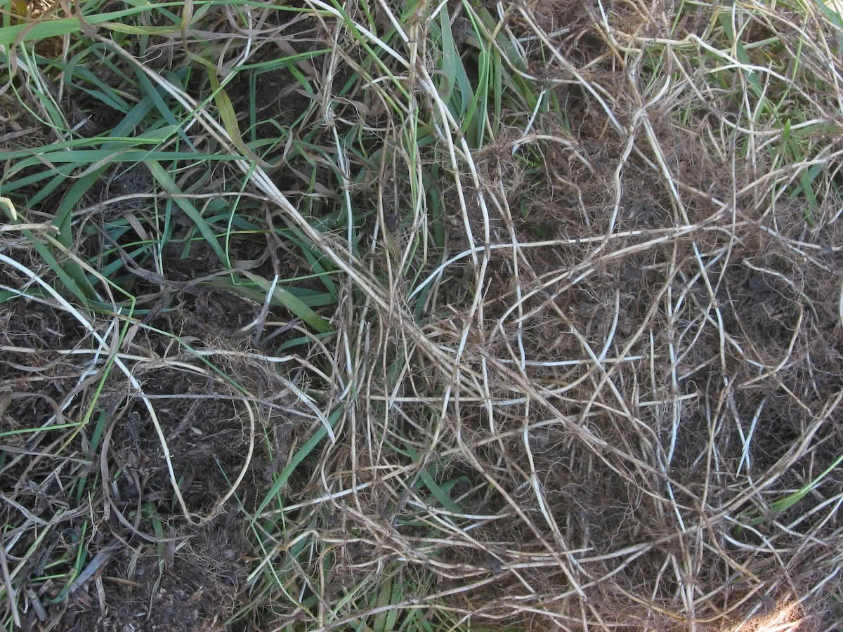 Elymus repens, kveke.