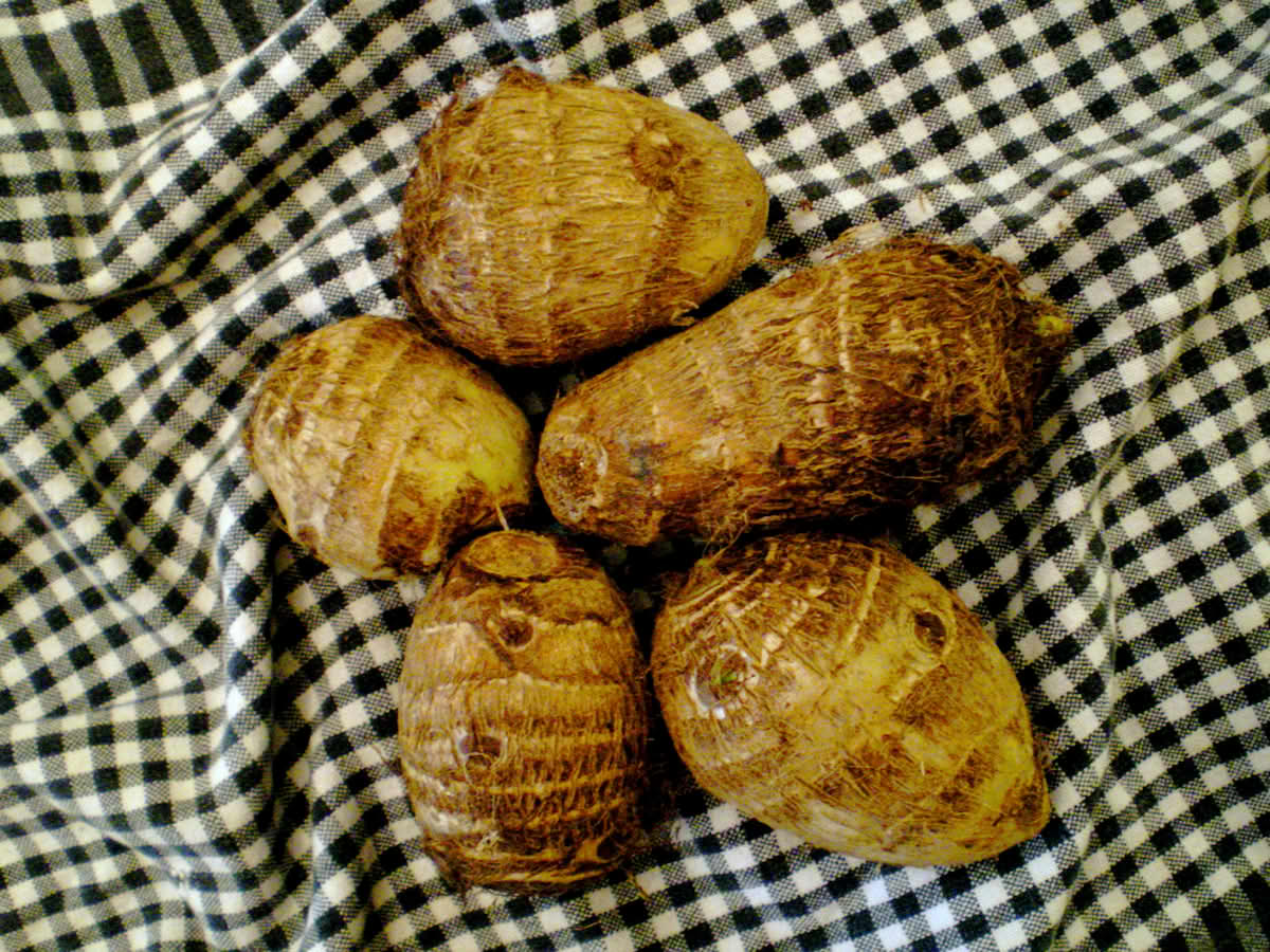 Oppsvulmede jordstengler fra Colocasia esculenta, taro.