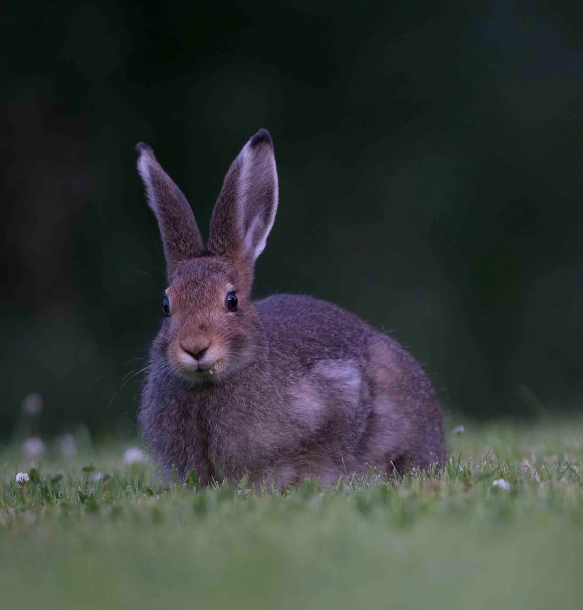 Hare som beiter i skumringen