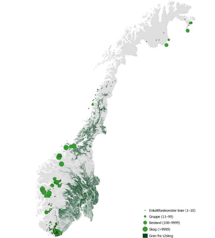 Dagens utbreiing av vanleg gran i Noreg