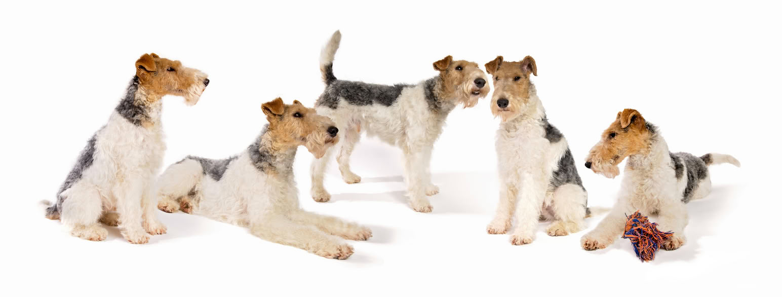 Fox terrier