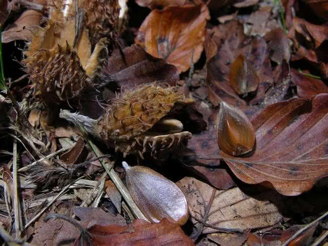 Hams, frukt og felte blad fra Fagus sylvatica, bøk.