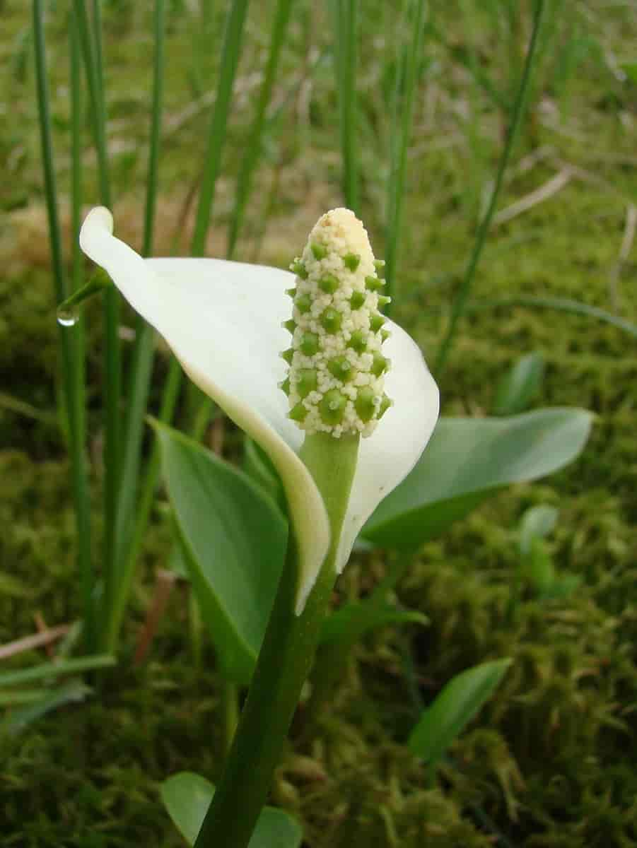 Calla palustris, myrkongle.