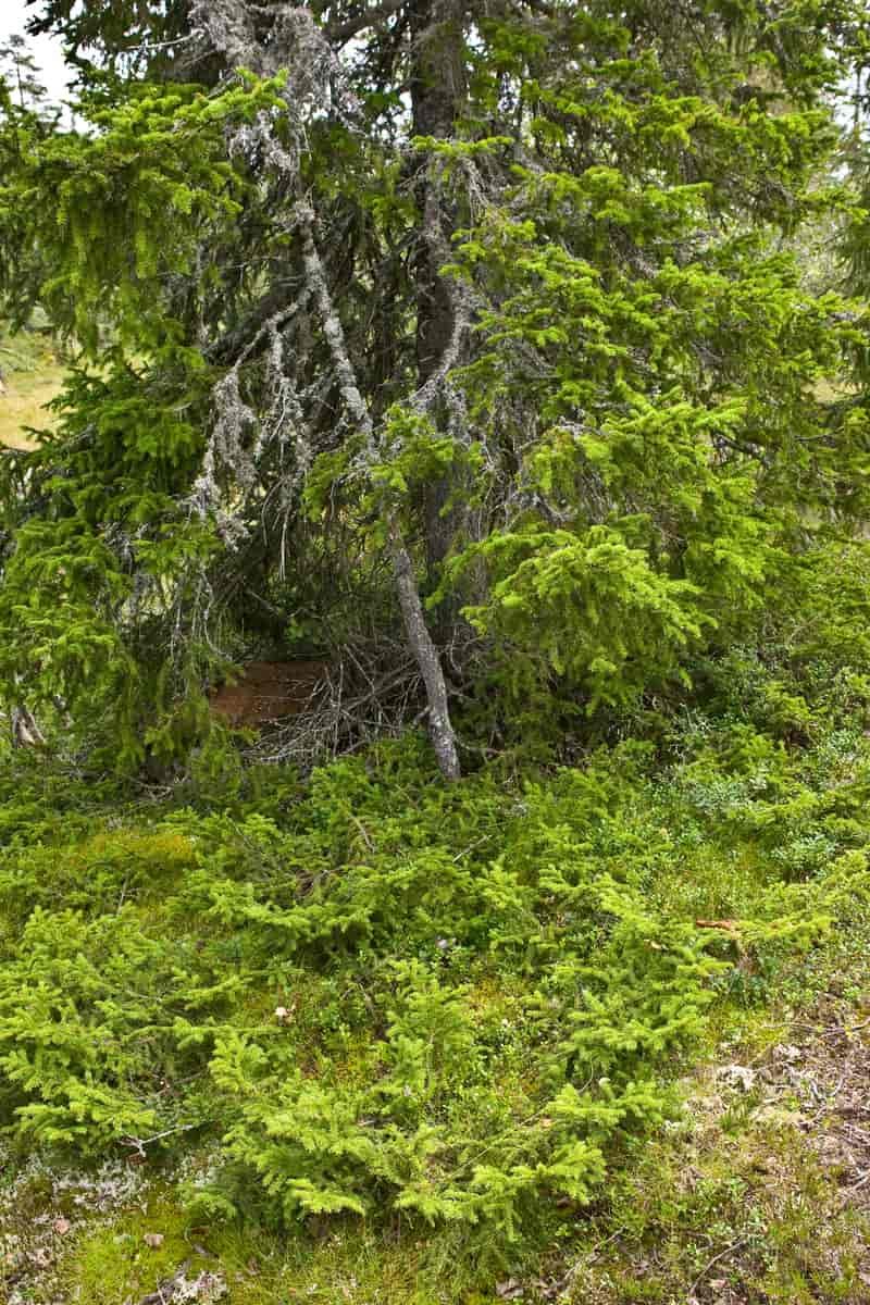 Gran i fjellskog