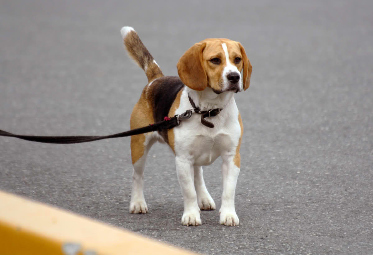 Beagle