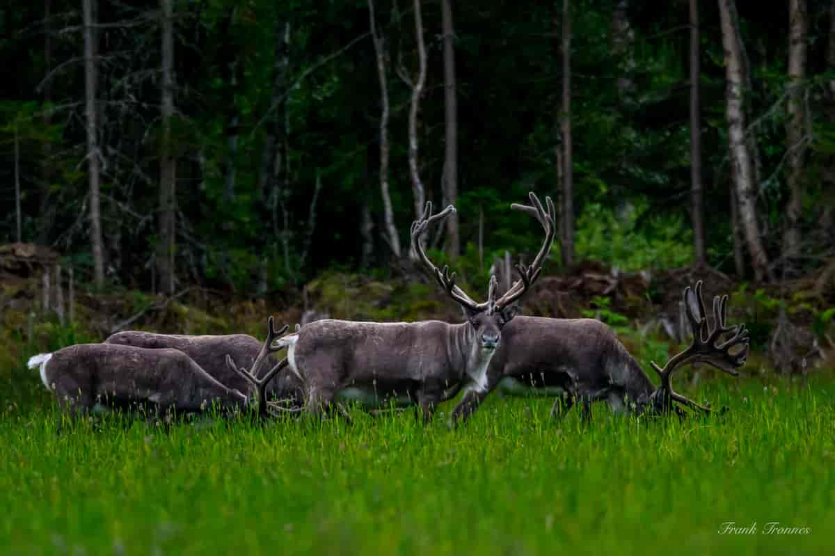 Villrein i Stor-Elvdal 11.aug 2022