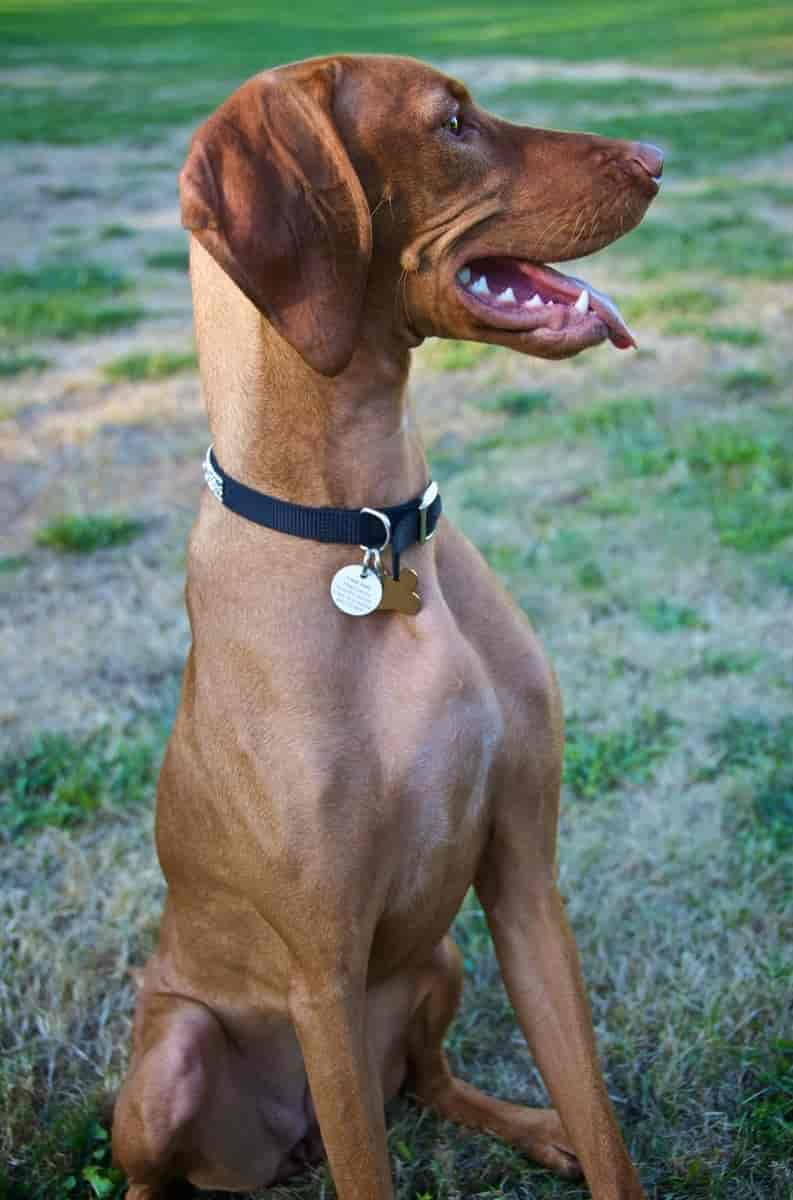 Ungarsk vizsla