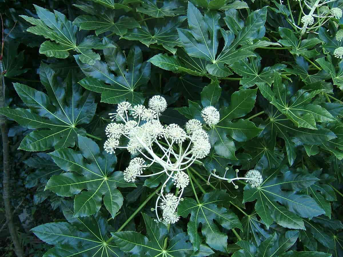 Fatsia japonica