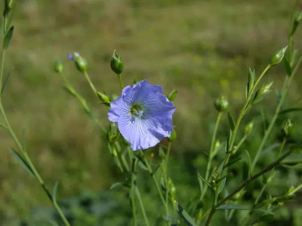 Linum usitatissimum