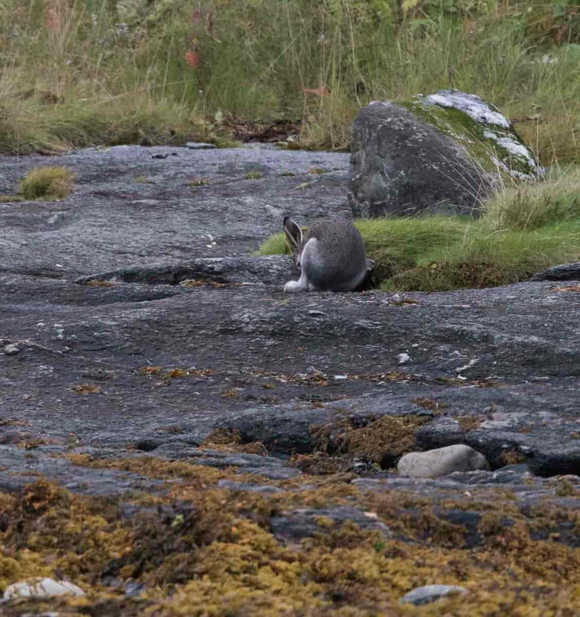 Lepus timidus