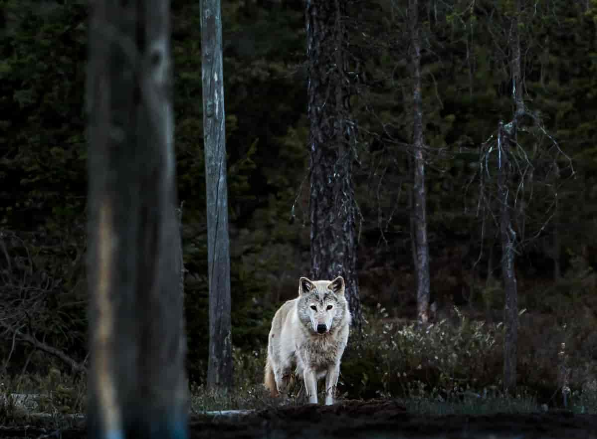 Ulv eller gråulv (Canis lupus)