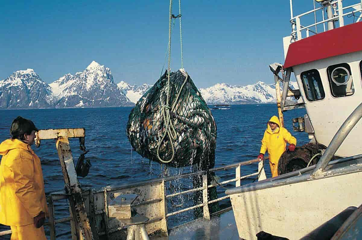 To fiskere på båt med en fiskenot full av fisk