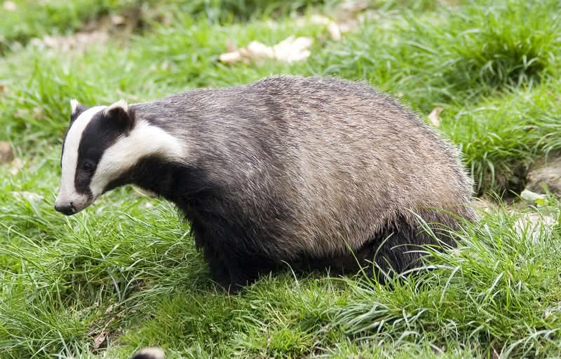 Et lite dyr med svarte og hvite striper på hodet og spiss snute. Resten av kroppen har kort, brun pels. 