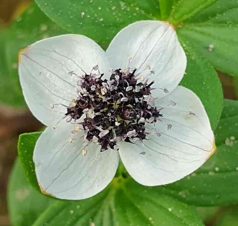 Skrubbær blomster