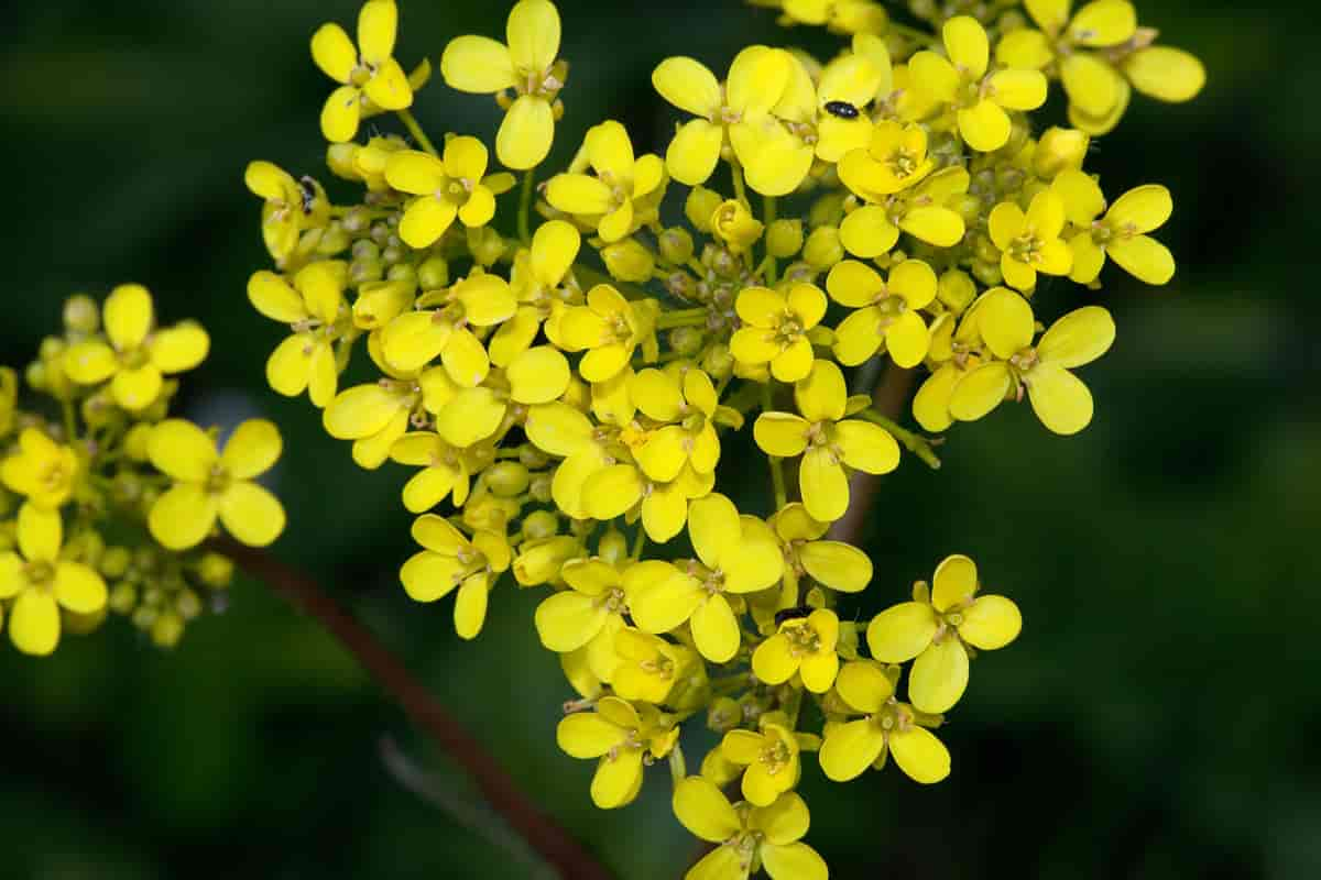 Russekål: blomster