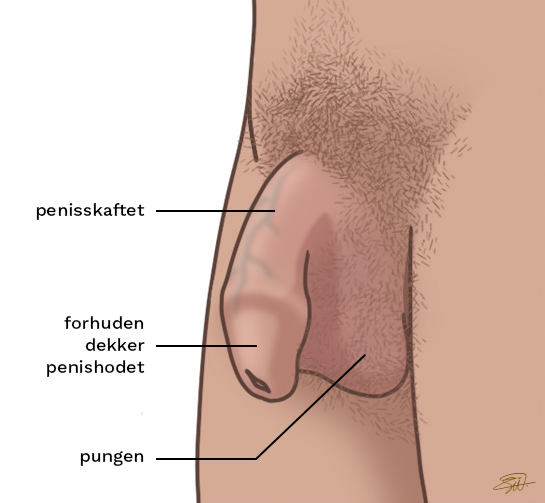 Mannens kjønnsorganer