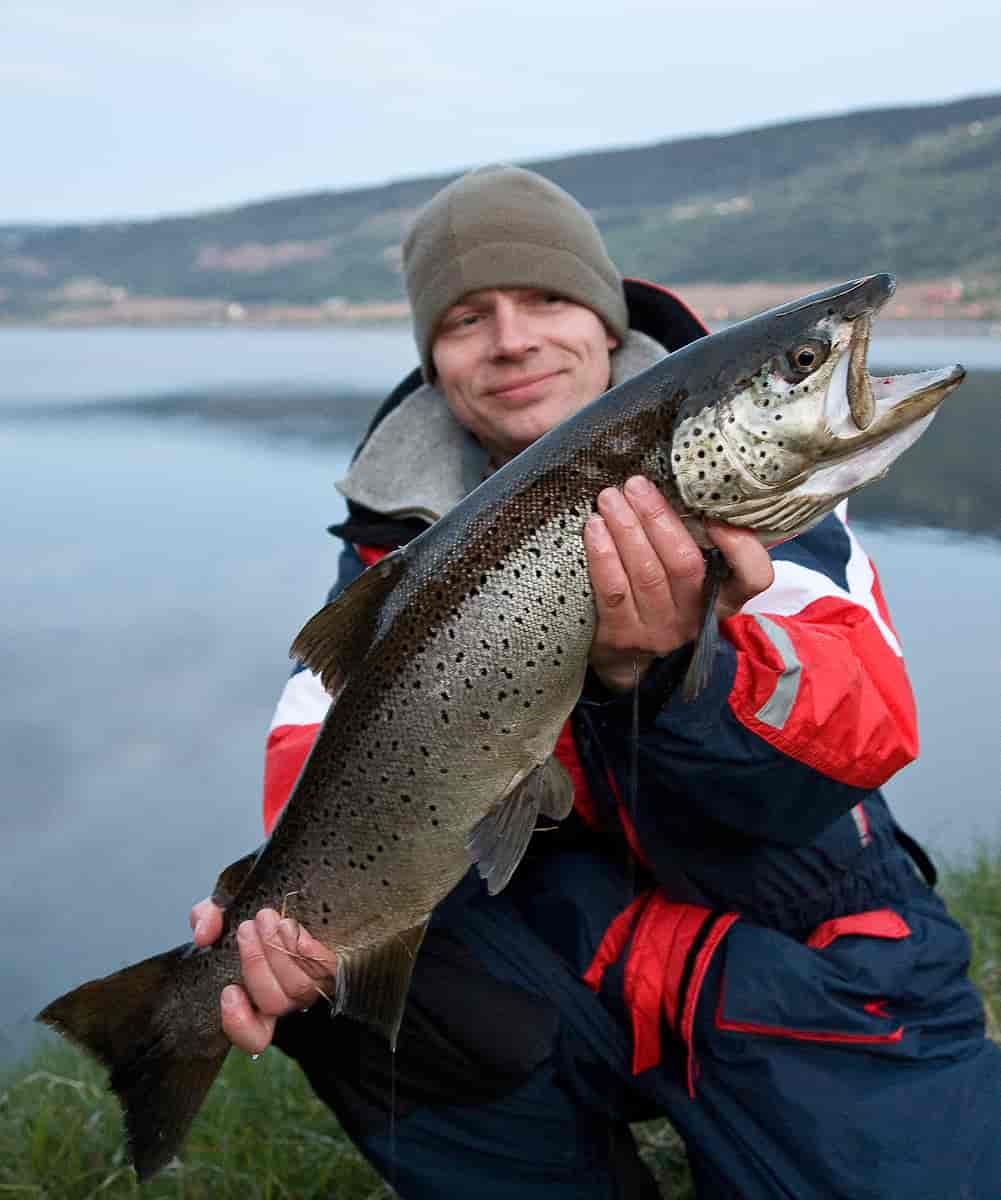 En mann som sitter på huk og holder en stor ørret i hendene.