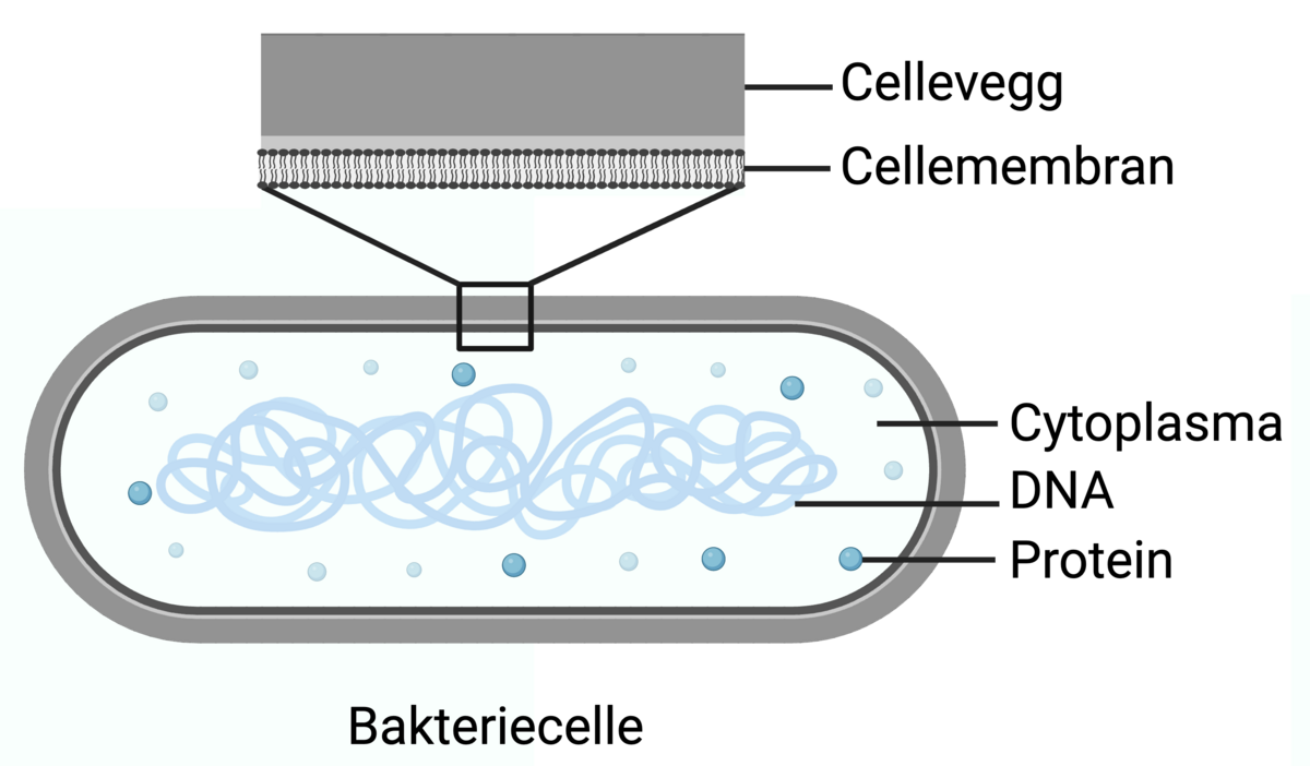 Cellevegg