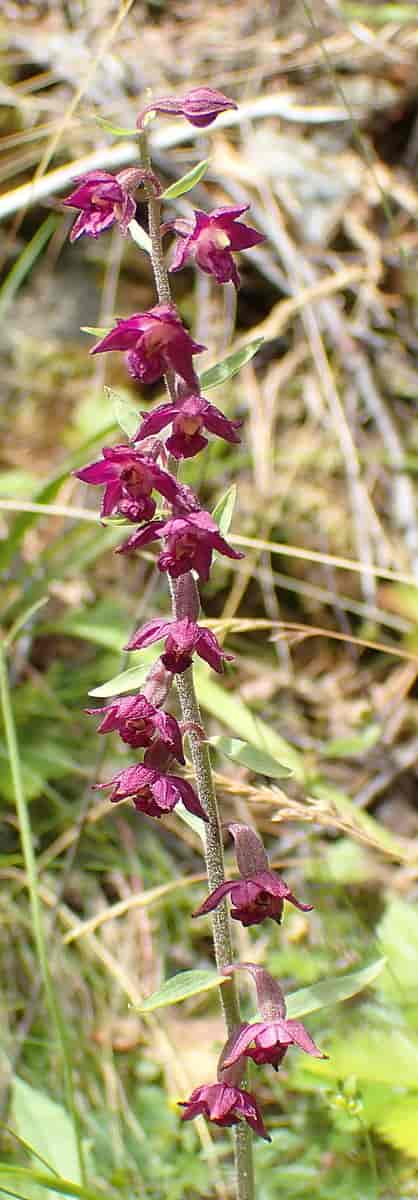 Rødflangre blomsterstand