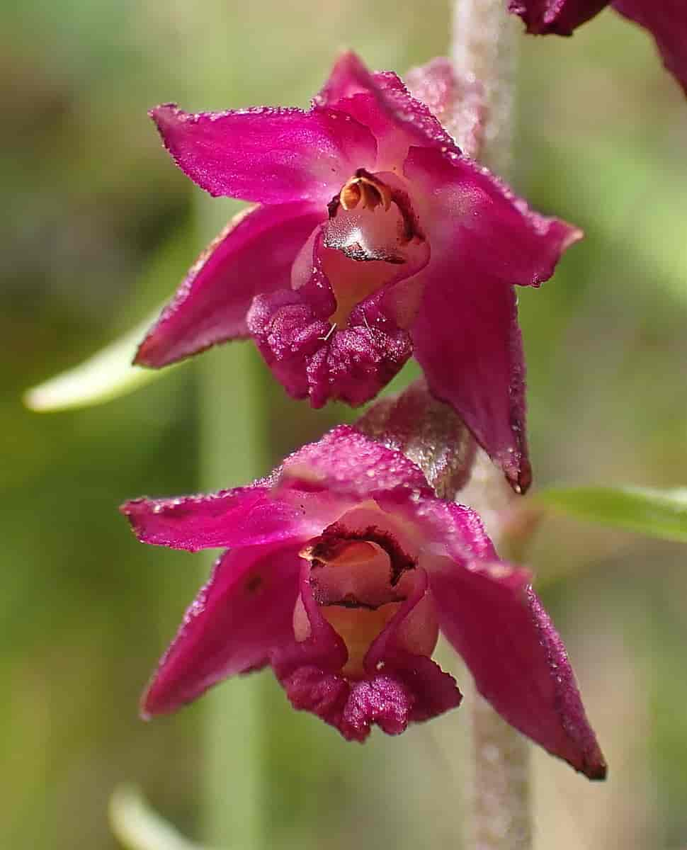 Rødflangre nærbilde av blomster