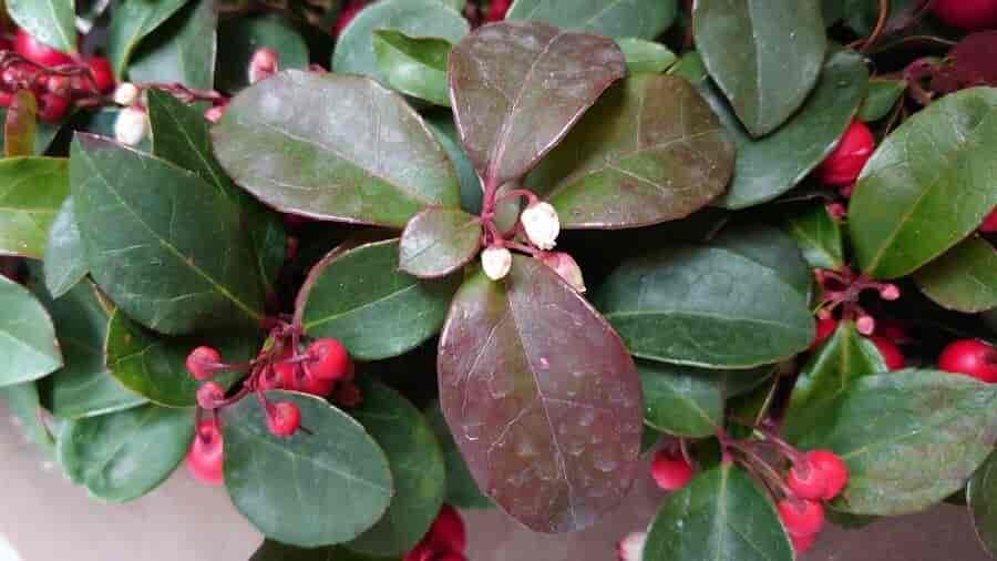  Gaultheria