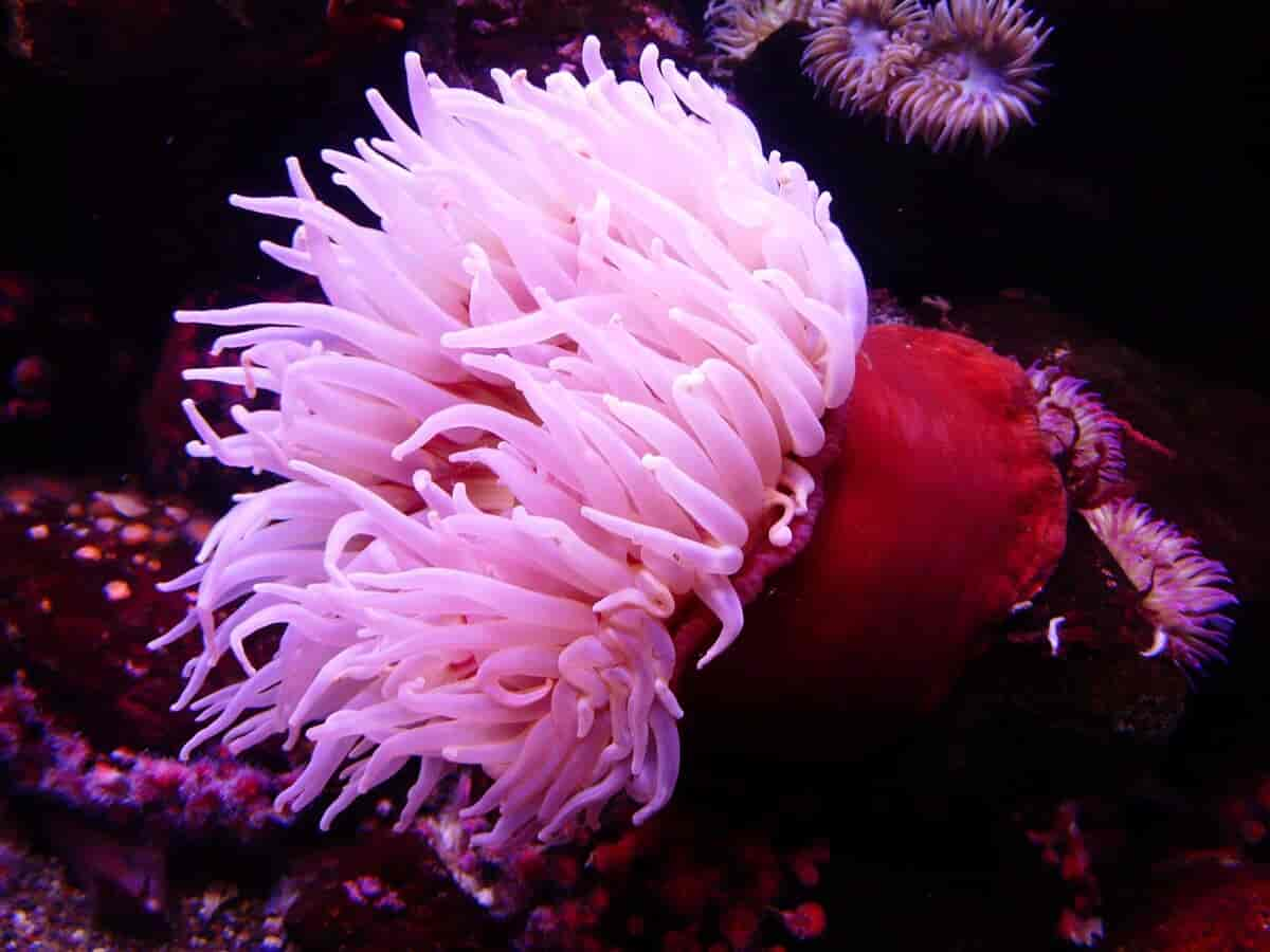 Sjøanemone