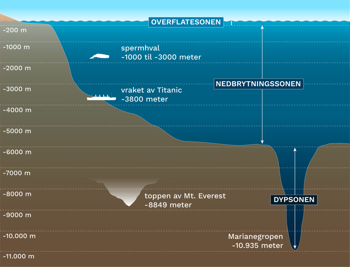 Figuren viser en landmasse, havet og en loddrett målestokk som går fra 0 til -11000 meter. Havbunnen er først skrå, deretter flat. I det flate området er det groper. Havets soner er tegnet inn: overflatesonen (til cirka -200 meter), nedbrytningssonen (cirka  -200 til -6000 meter), og dypsonen (cirka -6000 meter til -11000 meter). Noen eksempler er lagt inn. Spermhvaler kan dykke mellom -1000 til -3000 meter. Vraket av Titanic ligger på havbunnen ved -3800 meter. Hvis man hadde snudd Mount Everest opp ned, ville toppen vært ved -8849 meter. Bunnen av Marianegropen er ved cirka -11000 meter.