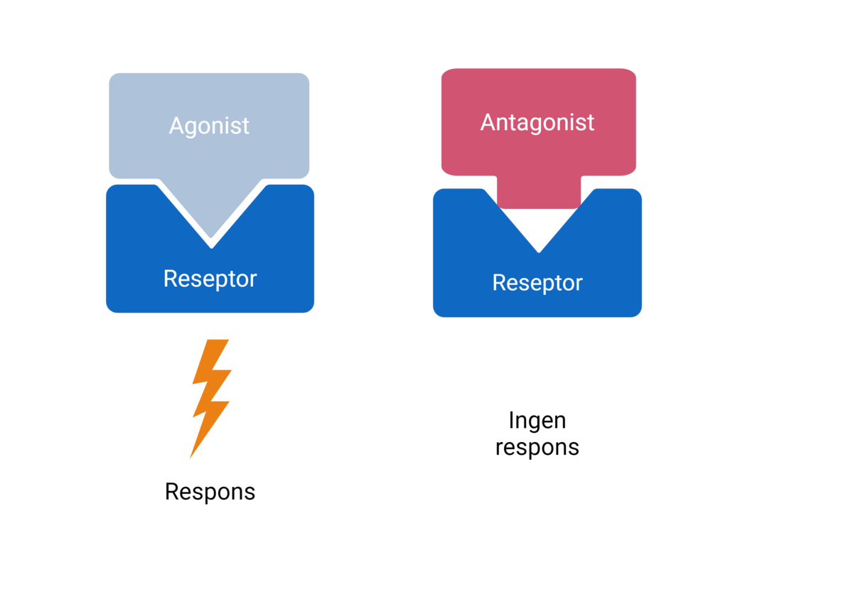 Agonist og antagonist