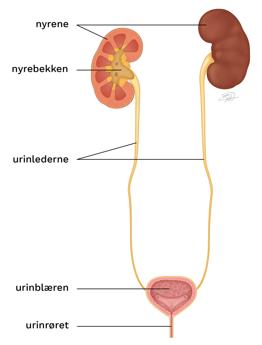 Nyrene er formet som bønner som vender mot hverandre. Den høyre nyren er skåret gjennom så man kan se nyrebekkenet, hvor tiss samler seg. Nyrebekkenet går over i urinlederne. Urinlederne går fra innersiden av hver nyre til blæren. Blæren er en traktformet ballong. Blæren er skåret gjennom på figuren så man ser at den er litt skrukkete når den er tom for tiss. Blæren kan bli mye større når den er full. Urinrøret går fra blæren til tissen. Her er urinrøret ganske kort.