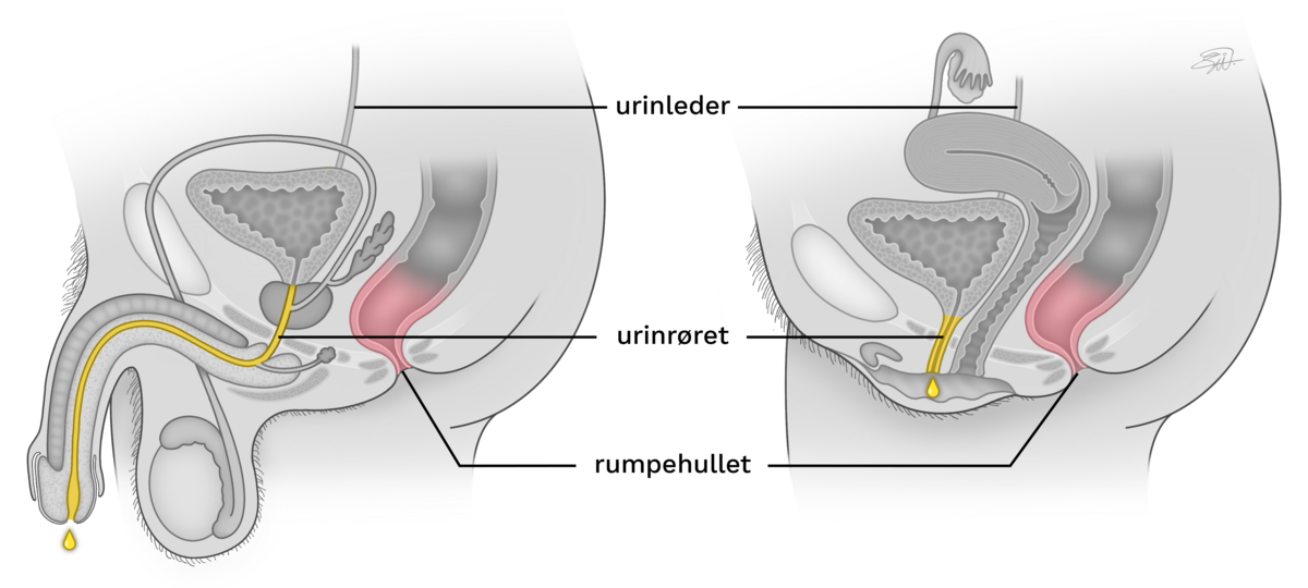 Tverrsnitt av underlivet til en mann og en kvinne i gråskala. Urinrøret er farget gult, endetarmen rosa. Urinrøret hos kvinner er kortere og avstanden mellom urinrørets åpning og rumpehullet er liten. Menn har et langt urinrør som går gjennom hele penis. Det er også lengre avstand mellom urinrørets åpning og rumpehullet. Pungen er blant annet i veien.