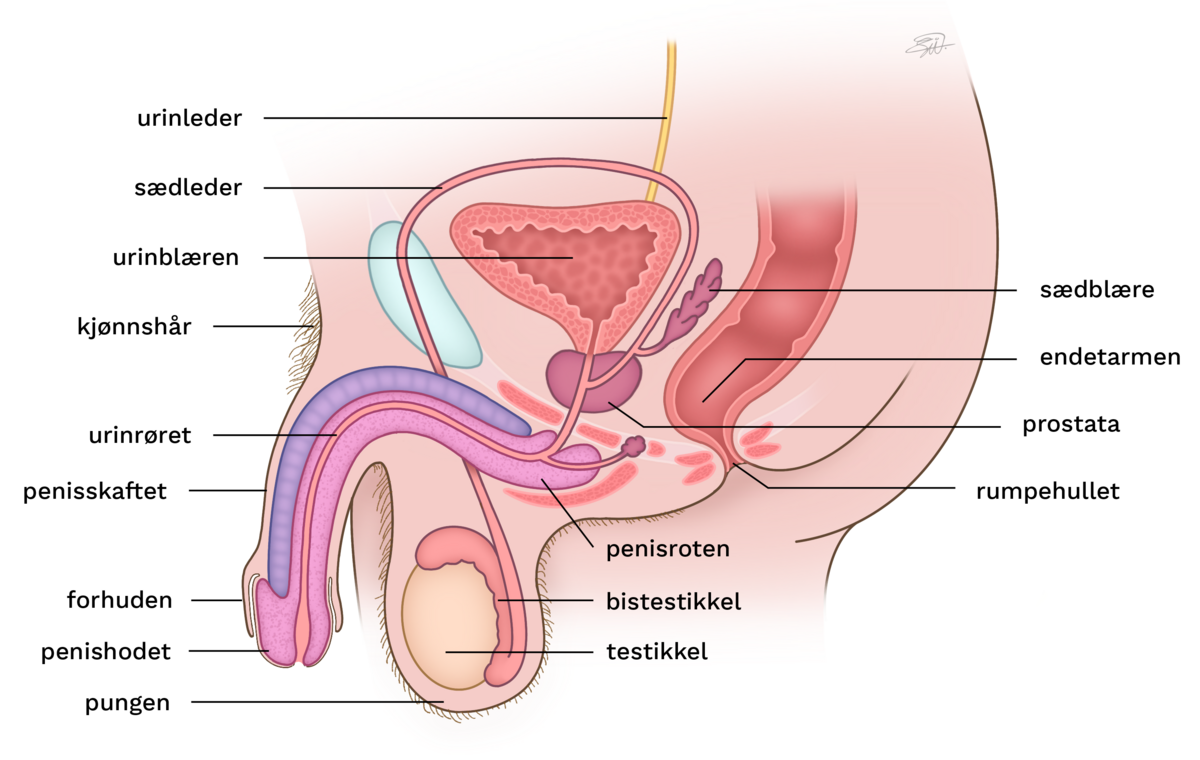 Tegningen viser en manns underliv delt på midten av kroppen. Man ser de indre kjønnsorganene, penis og pungen. Testiklene ligger inni pungen. Bitestiklene ligger utenpå testiklene og blir etterhvert til sædledere. Sædlederne går oppover i pungen og inn i kroppen, rundt og bak urinblæren. Urinblæren er inni kroppen og formet som en ballong. Under blæren ligger prostata, som ser ut som en oval. Sædlederne mottar væske fra sædblærene som ligger mellom urinblæren og endetarmen. Endetarmen ligger ganske nær prostata. Rumpehullet er åpningen til endetarmen. Sædlederen går fra prostata inn i penis, og blir deretter kalt urinrøret. I penis er det svampaktige vev som kan fylle seg med blod. Urinrøret åpner seg på tuppen av penishodet.