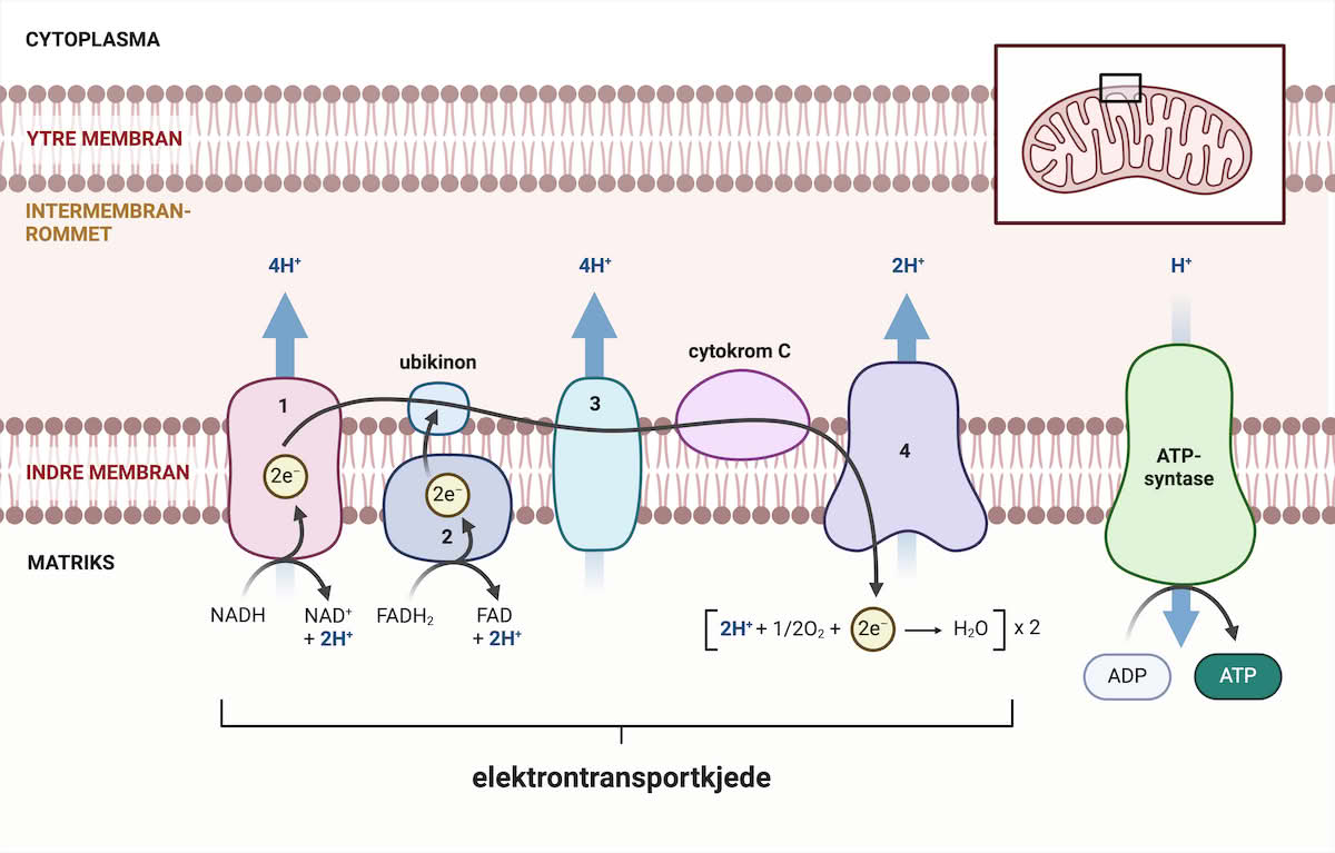 Elektrontransportkjeden