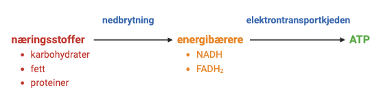 Elektrontransportkjedens rolle