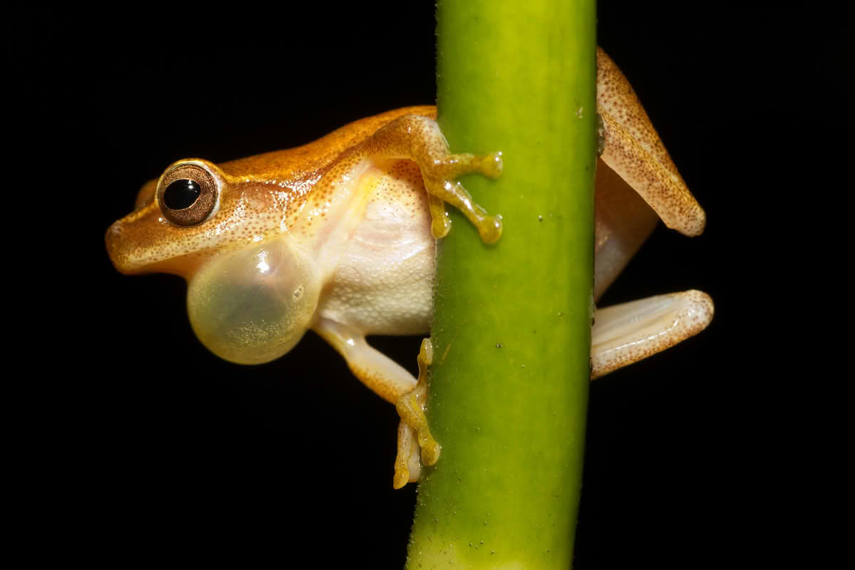 Dendropsophus microcephalus