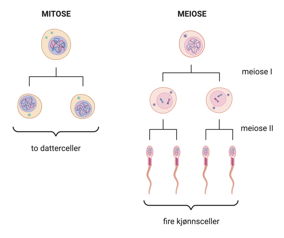 Celledeling