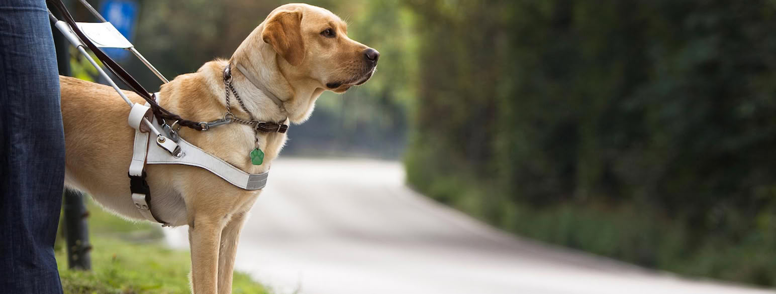 En golden retriever med sele av metall og hvitt skinn. Den står på siden av en vei og ser utover veien. Den står inntil en person i blå bukser.