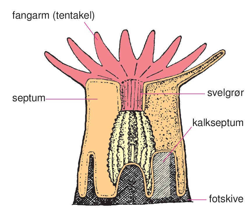 Koralldyr (snitt-tegning, sjøanemone)