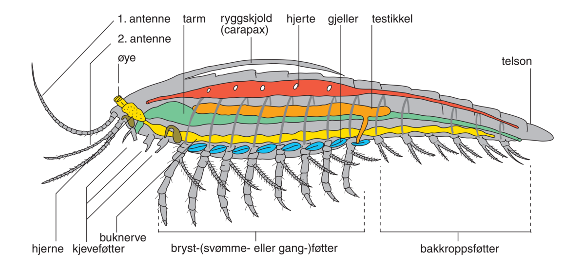 Krepsdyr (vertikalt lengdesnitt)