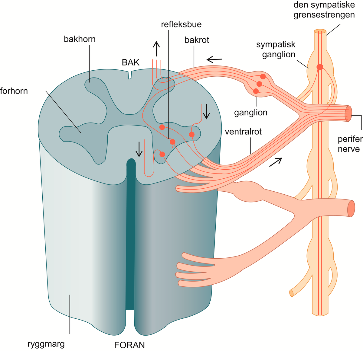 Ganglion.